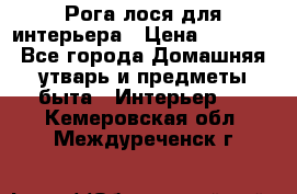 Рога лося для интерьера › Цена ­ 3 300 - Все города Домашняя утварь и предметы быта » Интерьер   . Кемеровская обл.,Междуреченск г.